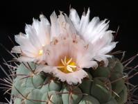 Thumbnail of 0341_Thelocactus hexadrophorus_20150510_01(1).JPG
